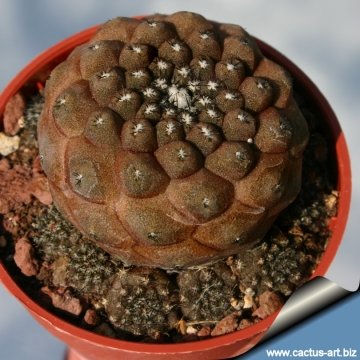 Copiapoa hypogaea