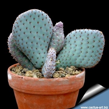 Opuntia basilaris var. caudata
