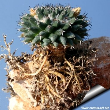 Mammillaria sempervivi