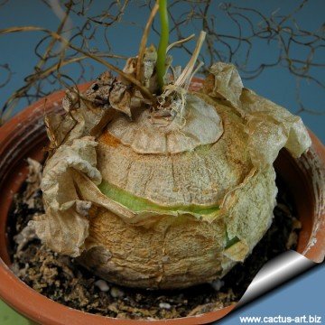 Bowiea volubilis