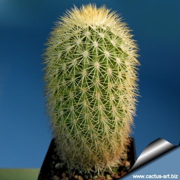 Echinocereus websterianus