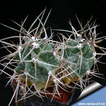 Echinocereus triglochidiatus var. mojavensis