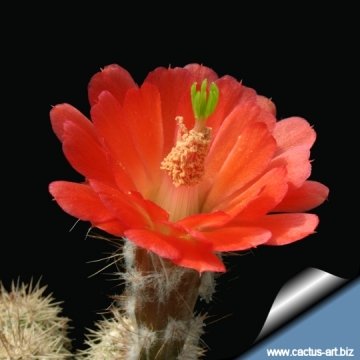 Echinocereus ortegae subs. koehresianus