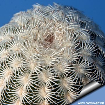 Echinocereus reichenbachii f. albispinus