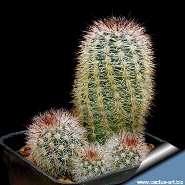 Echinocereus laui