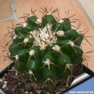 Discocactus heptacanthus