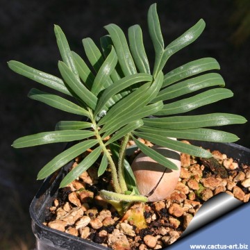 Cycas siamensis 