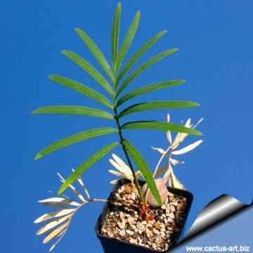 Cycas siamensis 