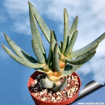 Aloe dichotoma subs. ramosissima