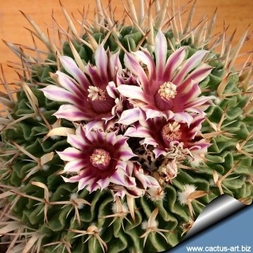 Stenocactus xiphacanthus