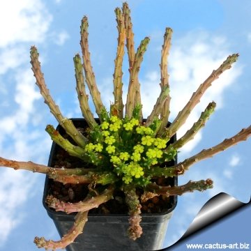 Euphorbia flanaganii