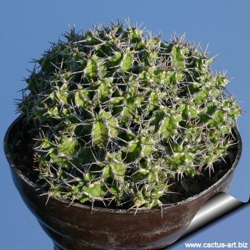 Euphorbia mitriformis Dwarf Type