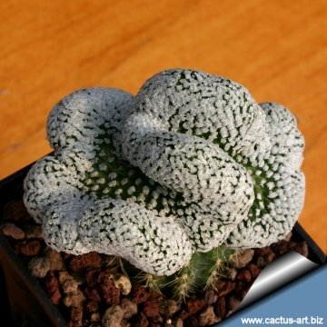 Turbinicarpus valdezianus f. cristatus