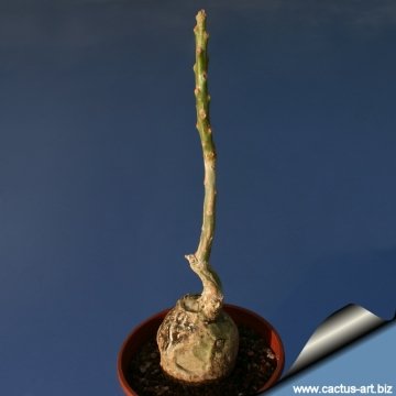 Uncarina decaryi