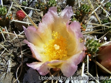 Maihuenia patagonica