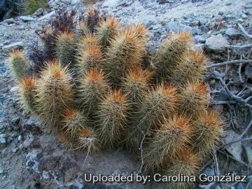 Austrocactus bertinii