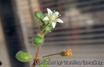 Crassula expansa subs. fragilis