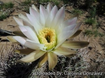 Echinopsis leucantha