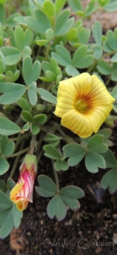 Oxalis compacta