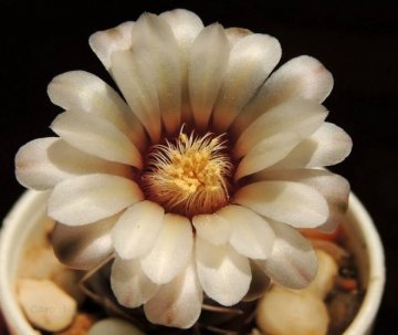 Gymnocalycium hossei var. nidulans