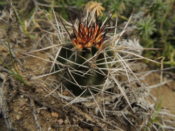 Austrocactus longicarpus