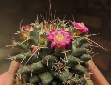 Mammillaria kewensis