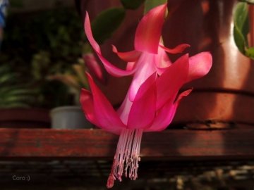 Schlumbergera х buckleyi