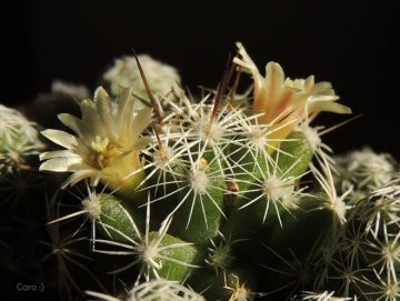 Mammillaria vetula subs. gracilis
