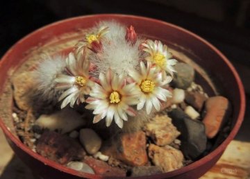 Mammillaria schwarzii