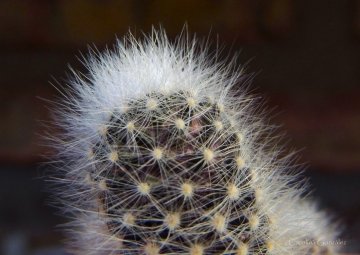 Mammillaria schwarzii
