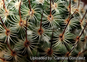 Mammillaria huitzilopochtli subs. niduliformis