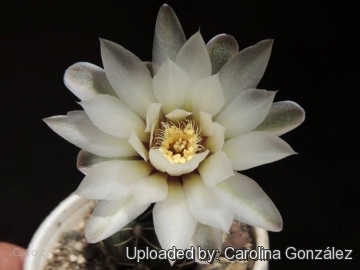 Gymnocalycium amerhauseri