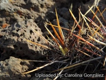 Austrocactus longicarpus