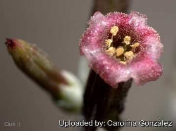 Adromischus cooperi