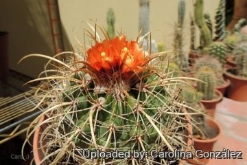 Parodia maassii