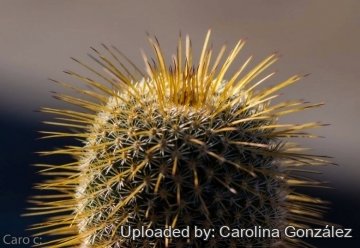 Mammillaria dixanthocentron