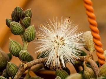 Senecio herreianus