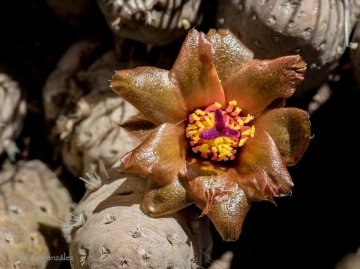 Pterocactus neuquensis