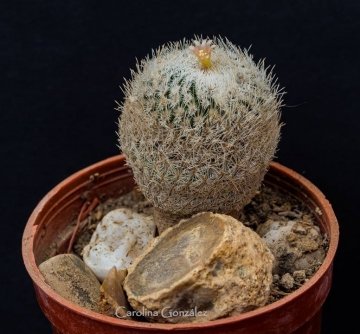 Epithelantha micromeris var. rufispina