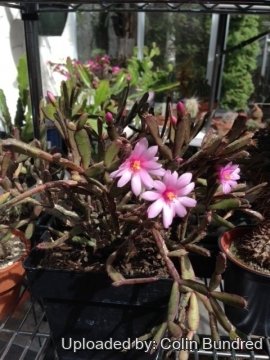 Hatiora rosea