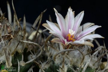Turbinicarpus schmiedickeanus subs. schwarzii