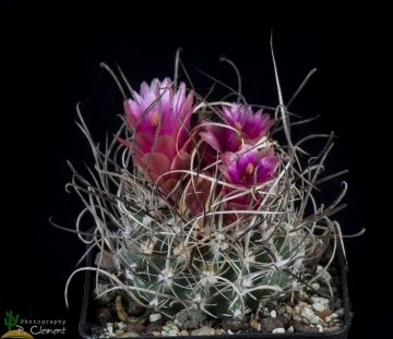 Sclerocactus spinosior