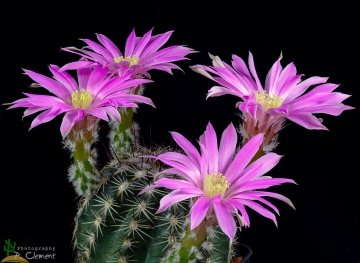 Echinocereus adustus subs. schwarzii