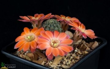Rebutia pygmaea