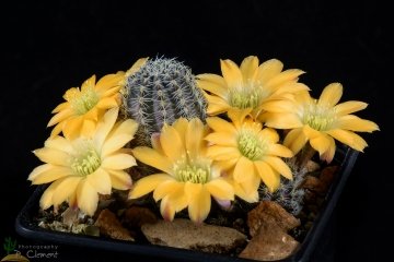 Rebutia knizei
