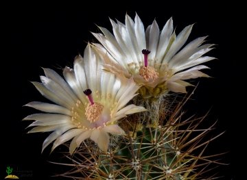 Austrocactus patagonicus