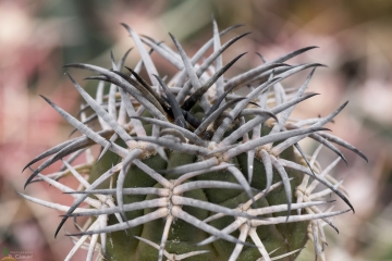 Gymnocalycium catamarcense f. belense