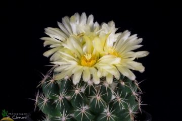 Coryphantha vogtherriana