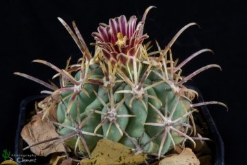 Sclerocactus uncinatus subs. crassihamatus var. mathssonii
