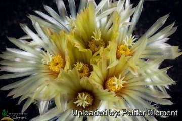 Coryphantha nickelsiae